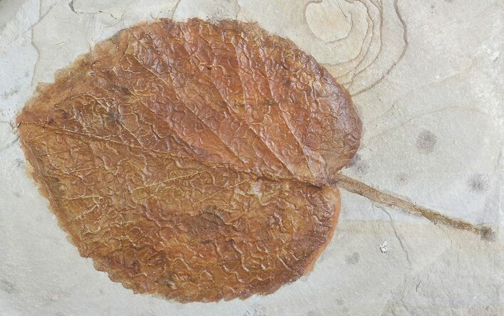 Paleocene Fossil Leaf (Davidia) - Montana #71510